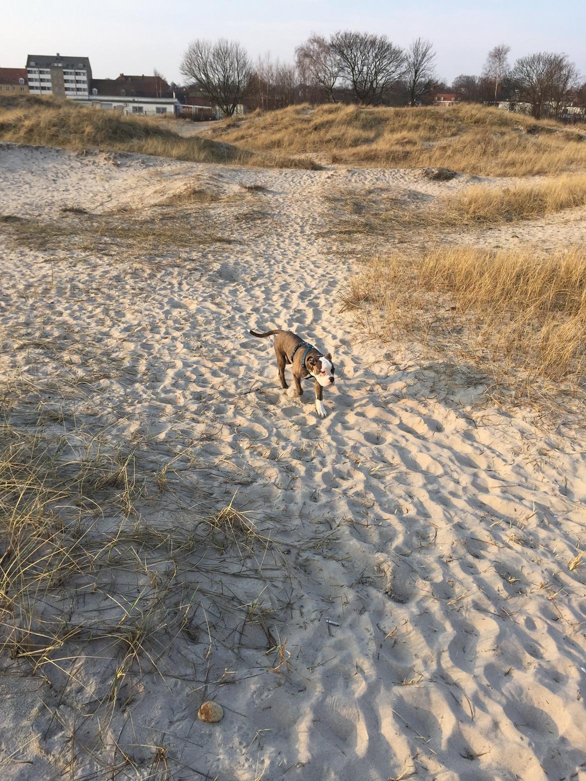Olde english bulldogge Django billede 11
