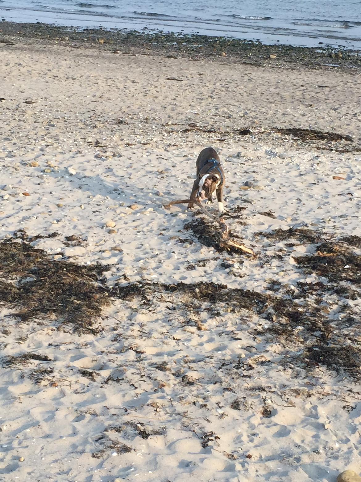 Olde english bulldogge Django billede 19