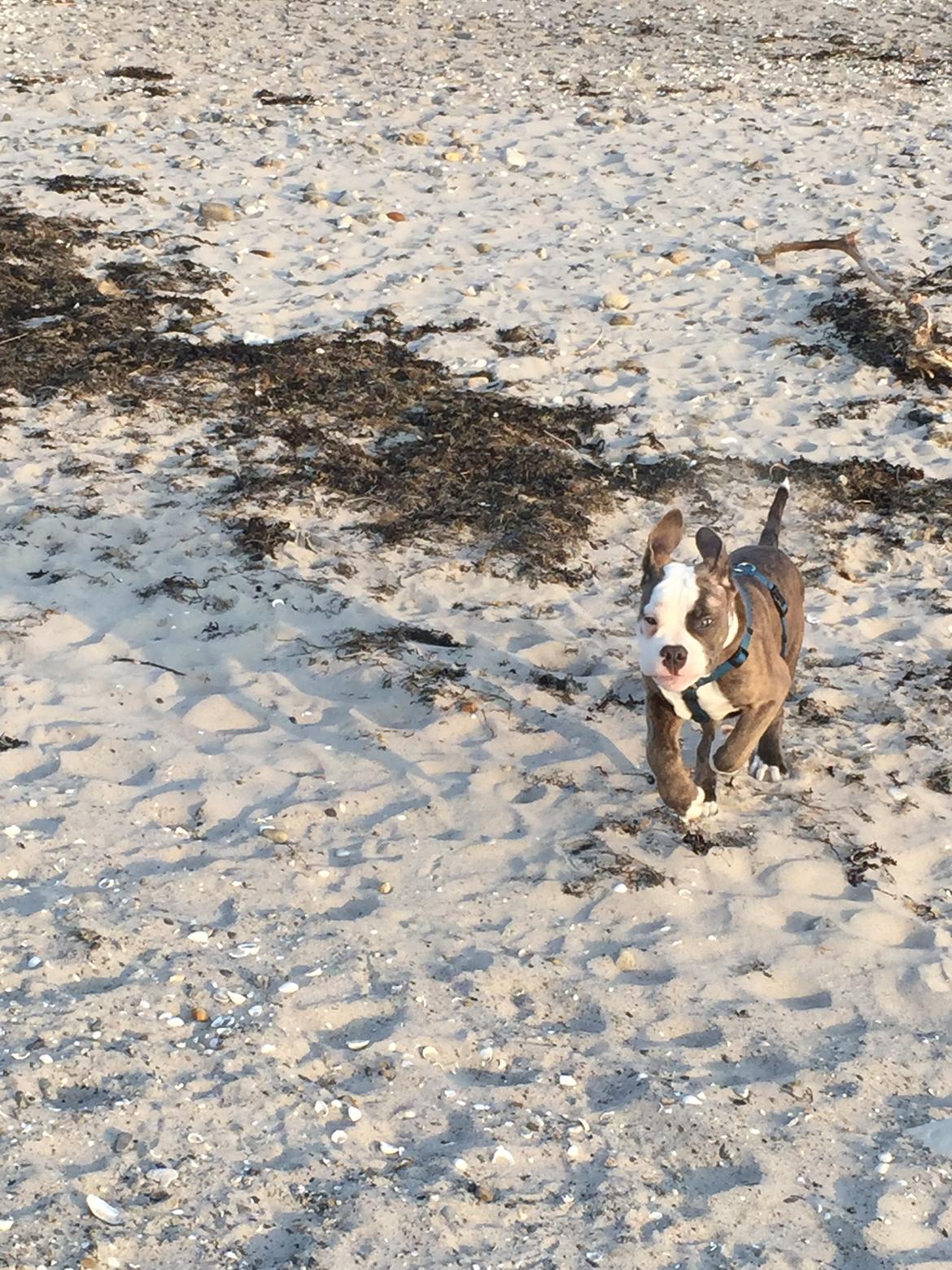 Olde english bulldogge Django billede 21