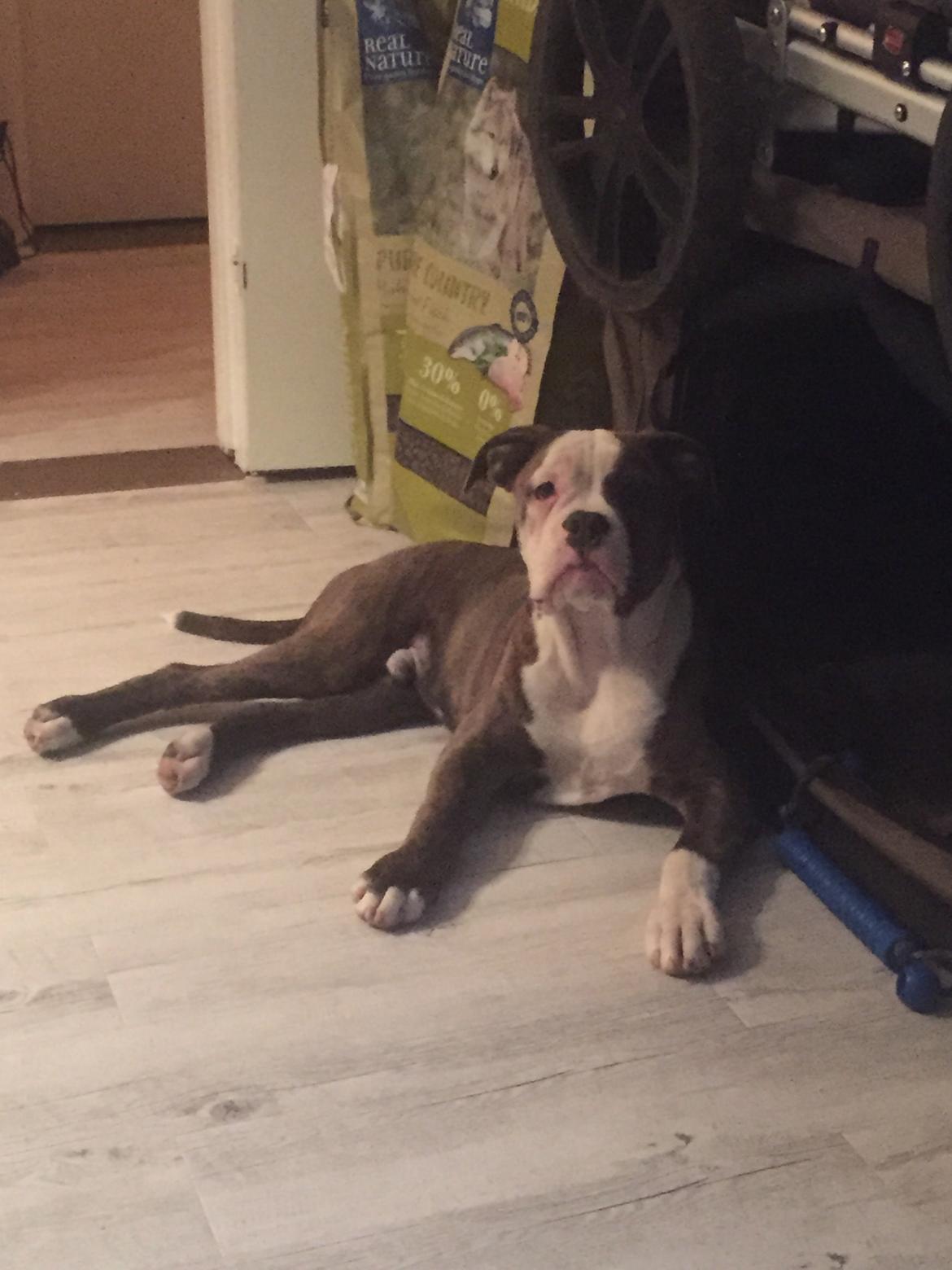 Olde english bulldogge Django billede 22