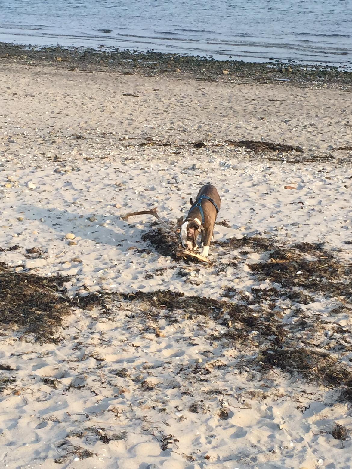 Olde english bulldogge Django billede 20