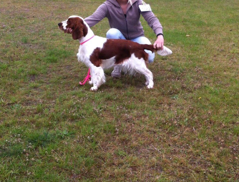 Welsh springer spaniel Kiwi "Big picture" billede 1