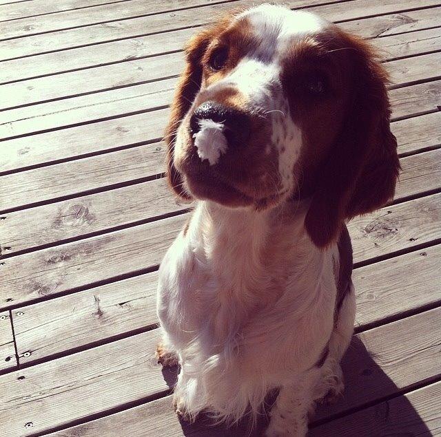 Welsh springer spaniel Kiwi "Big picture" billede 2