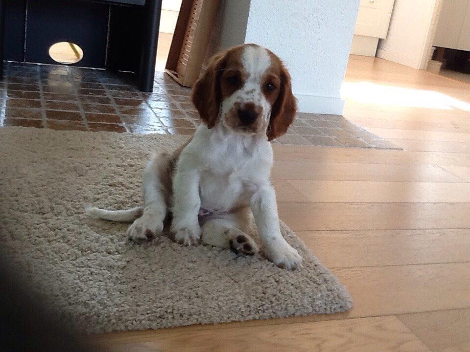 Welsh springer spaniel Kiwi "Big picture" billede 4