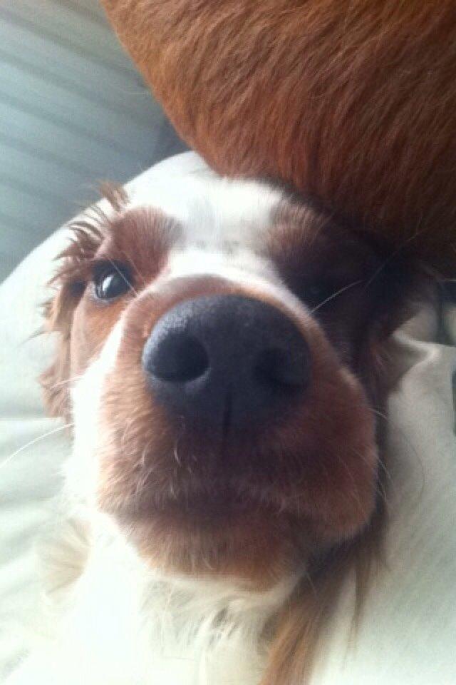 Welsh springer spaniel Kiwi "Big picture" billede 6