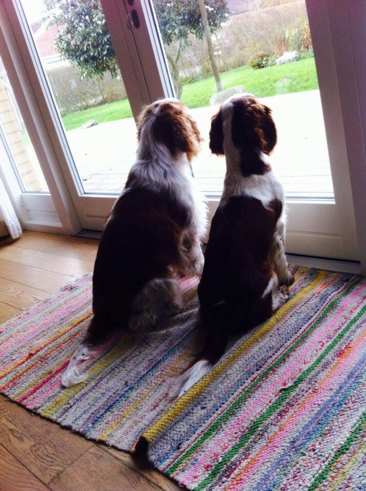 Welsh springer spaniel Kiwi "Big picture" billede 5