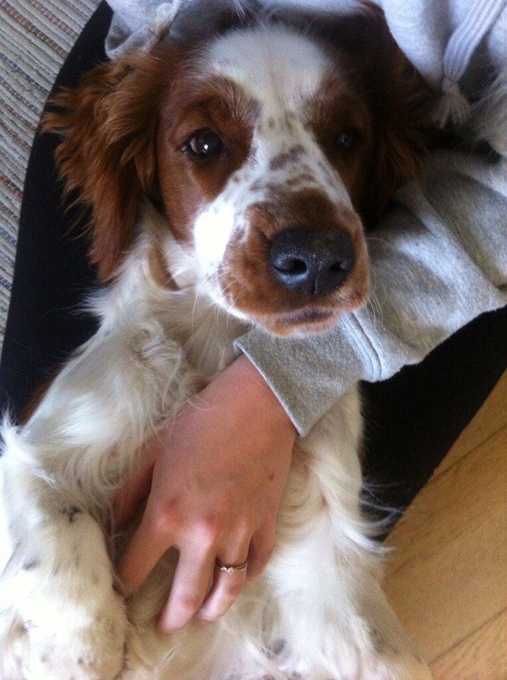 Welsh springer spaniel Kiwi "Big picture" billede 8