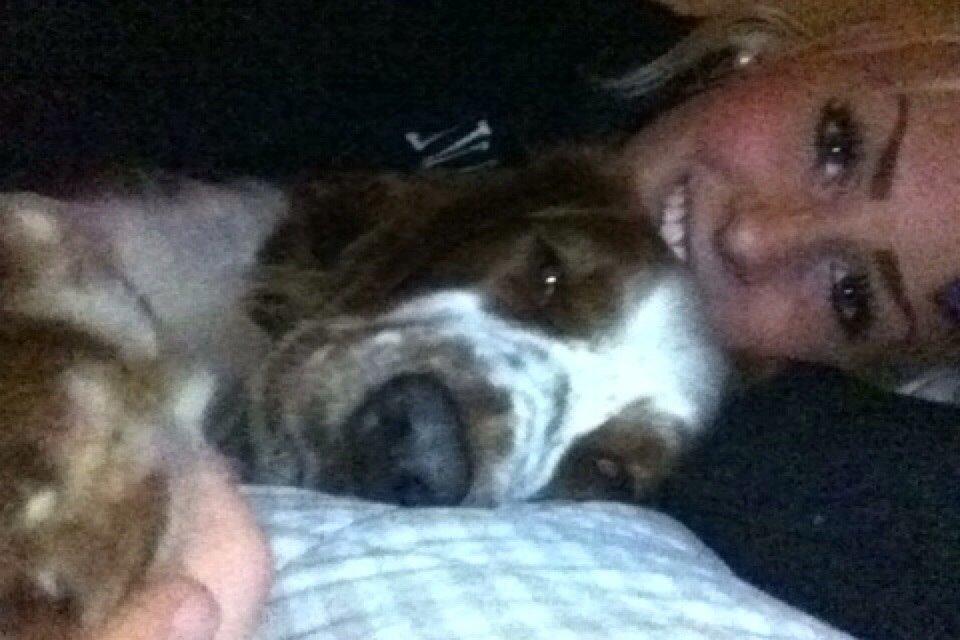 Welsh springer spaniel Kiwi "Big picture" billede 11