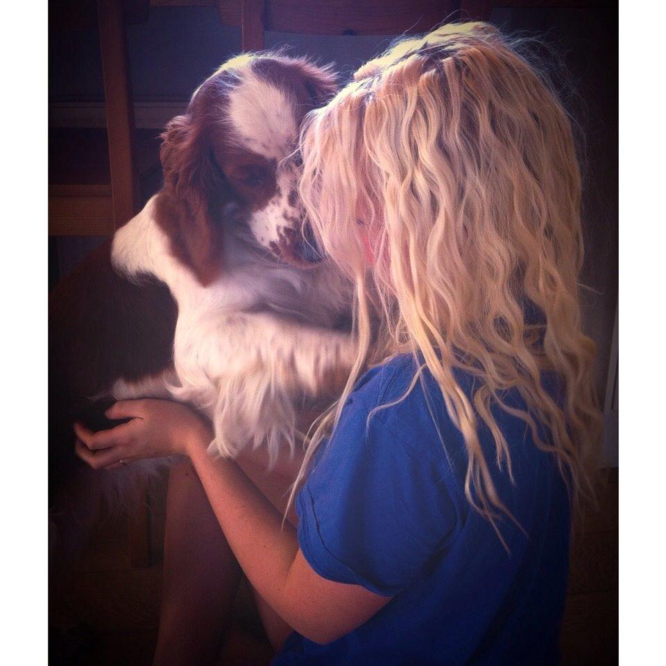 Welsh springer spaniel Kiwi "Big picture" billede 12