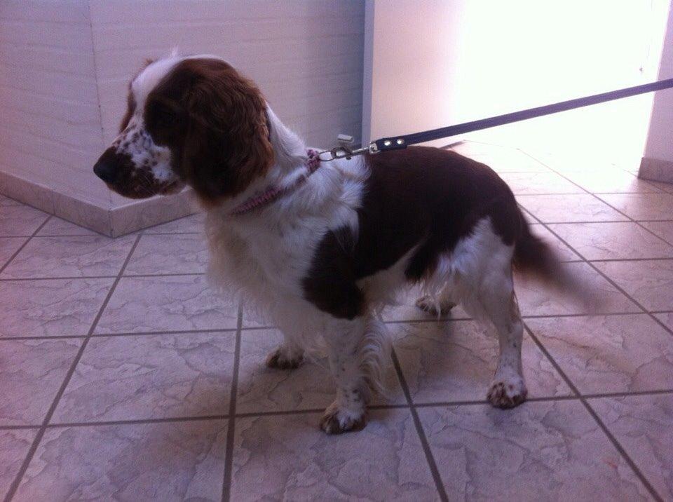 Welsh springer spaniel Kiwi "Big picture" billede 13