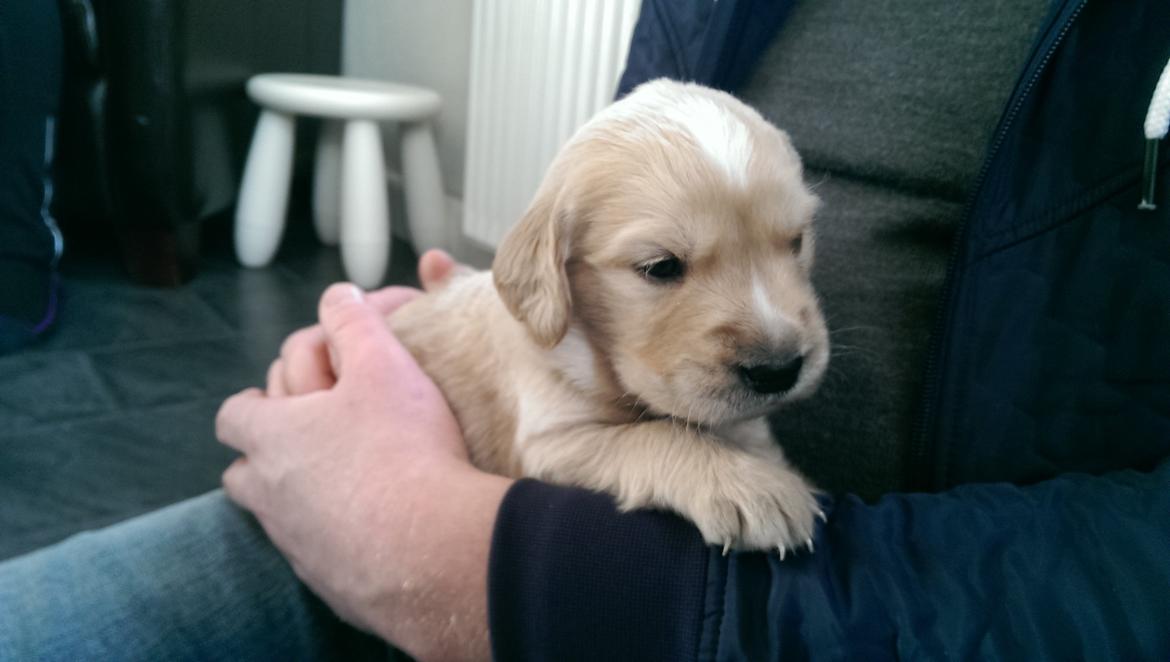 Golden retriever Konrad - Kærlighed ved første blik billede 3