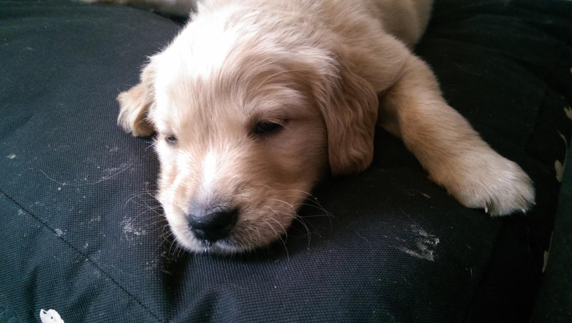 Golden retriever Konrad billede 4