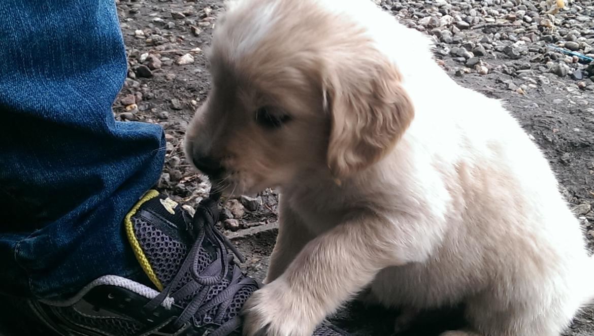 Golden retriever Konrad - num num num.. billede 5