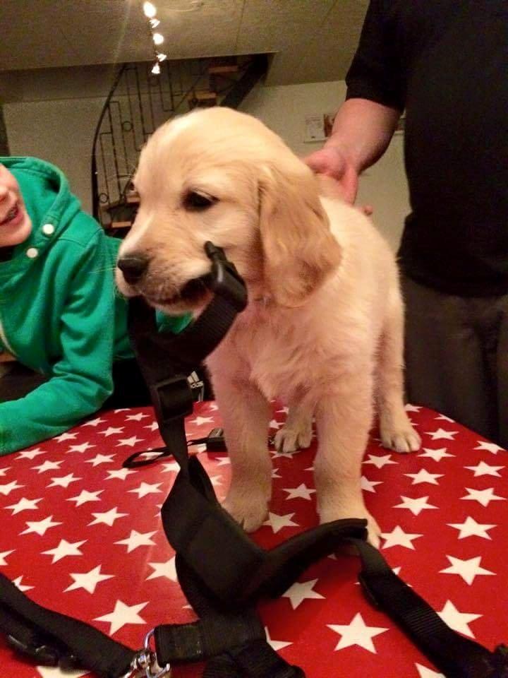 Golden retriever Konrad billede 6