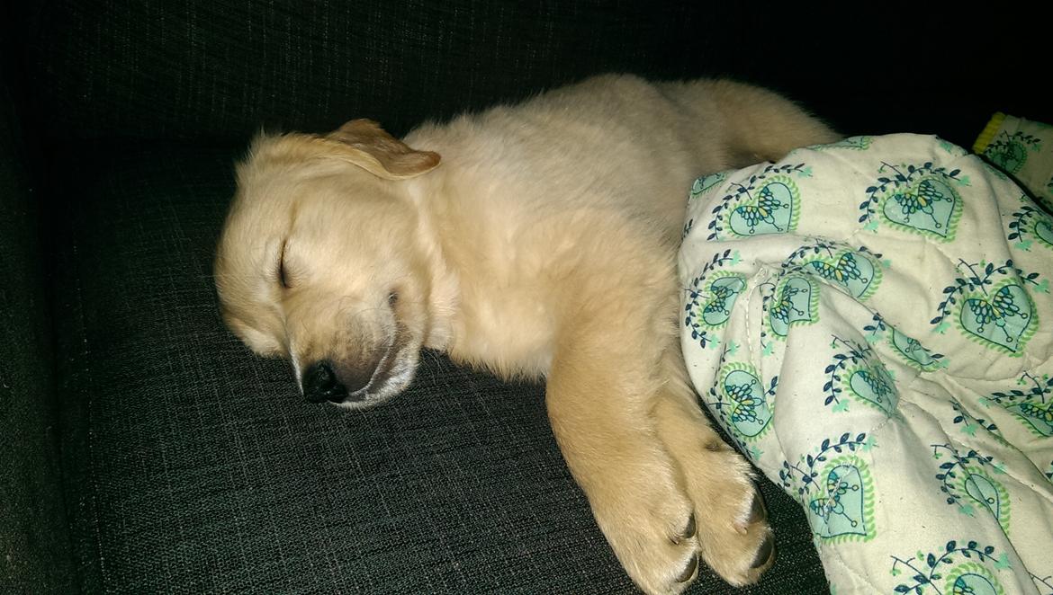 Golden retriever Konrad billede 7