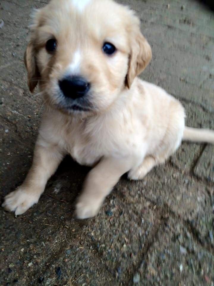 Golden retriever Konrad billede 2