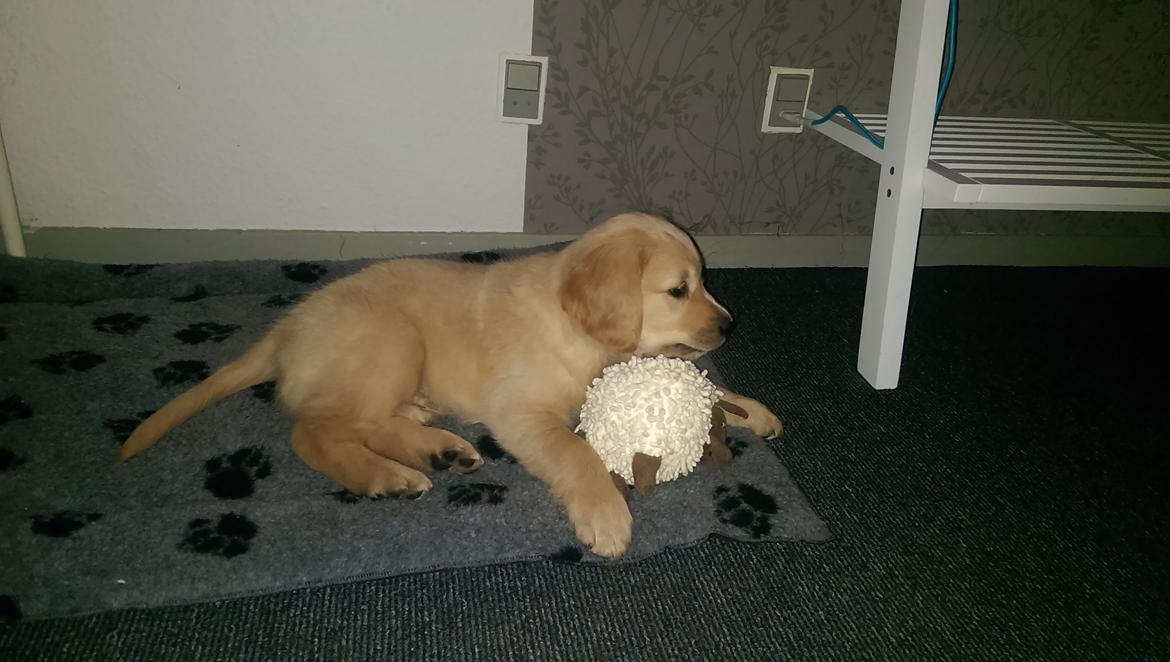Golden retriever Konrad billede 9