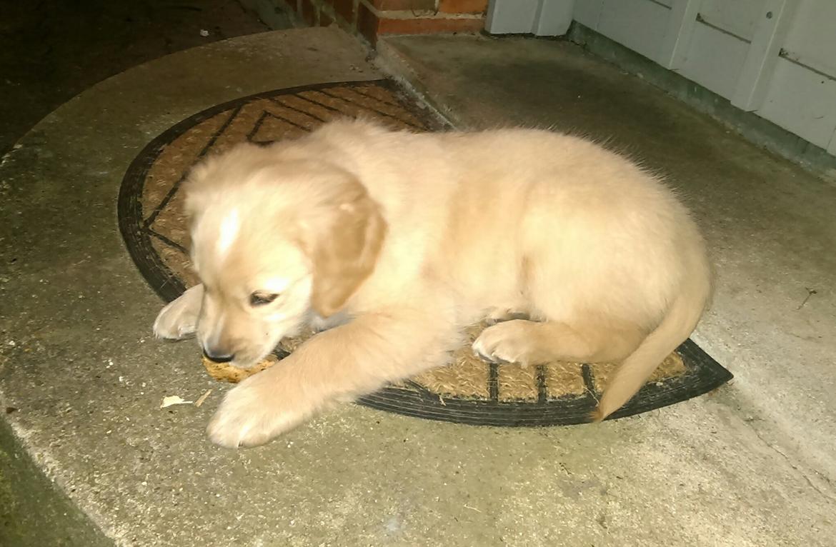 Golden retriever Konrad billede 10