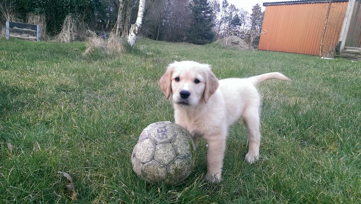 Golden retriever Konrad billede 12