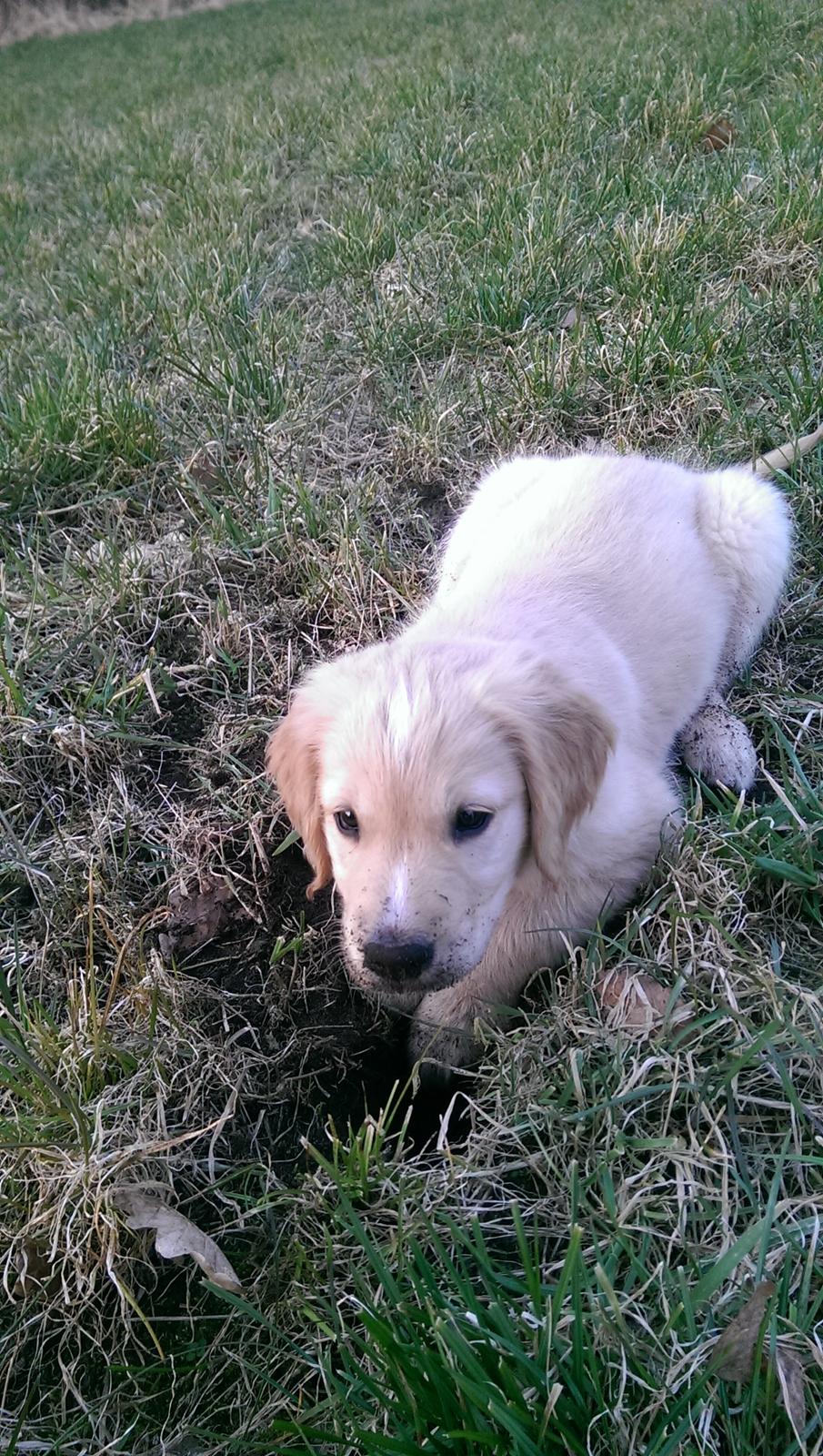 Golden retriever Konrad - Jord i hovedet?? hvor? billede 13
