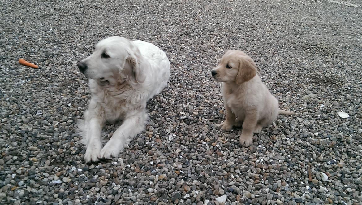 Golden retriever Konrad - Min nye veninde Mille og jeg billede 14