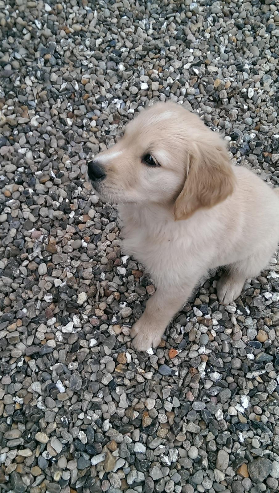 Golden retriever Konrad billede 15