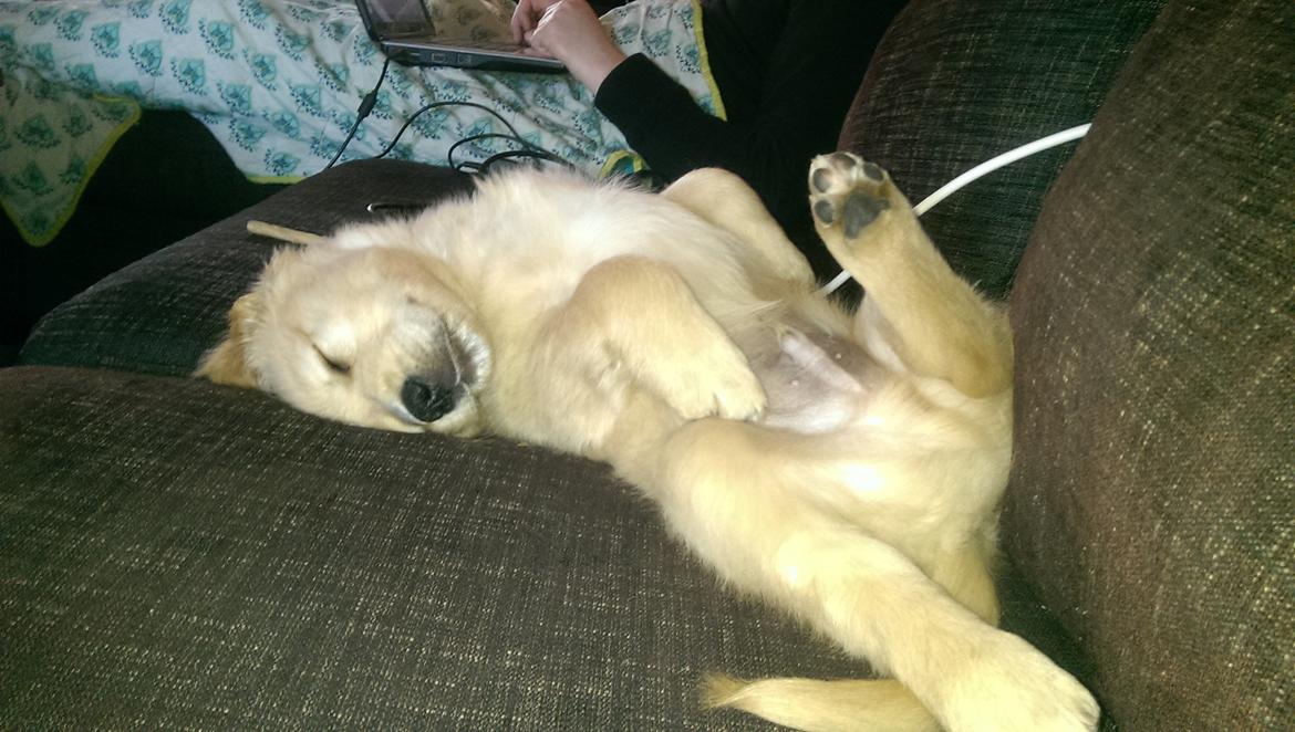 Golden retriever Konrad - Gaaab, det er hårdt at være mig.. ZzzZzz billede 8