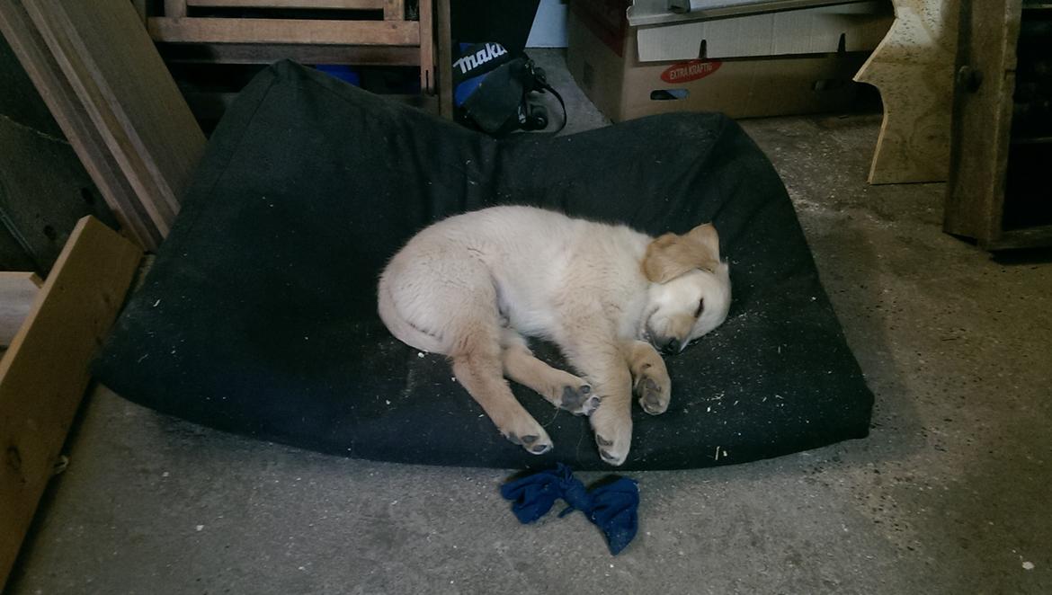 Golden retriever Konrad - jow jow, jeg skal nok blive en go' værkstedshund billede 17