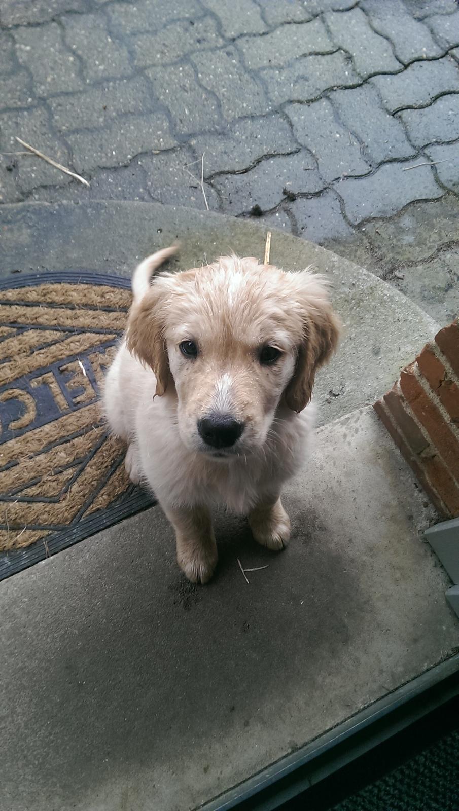 Golden retriever Konrad - Det reeegner.. :( luk mig ind billede 18