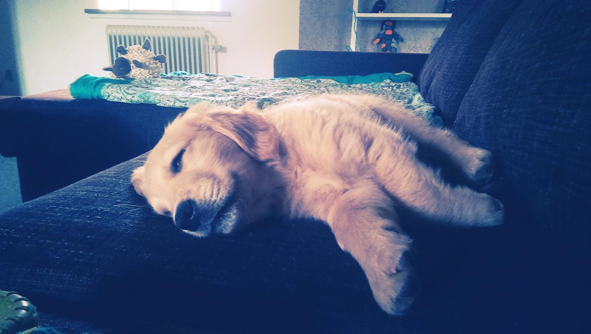 Golden retriever Konrad billede 16