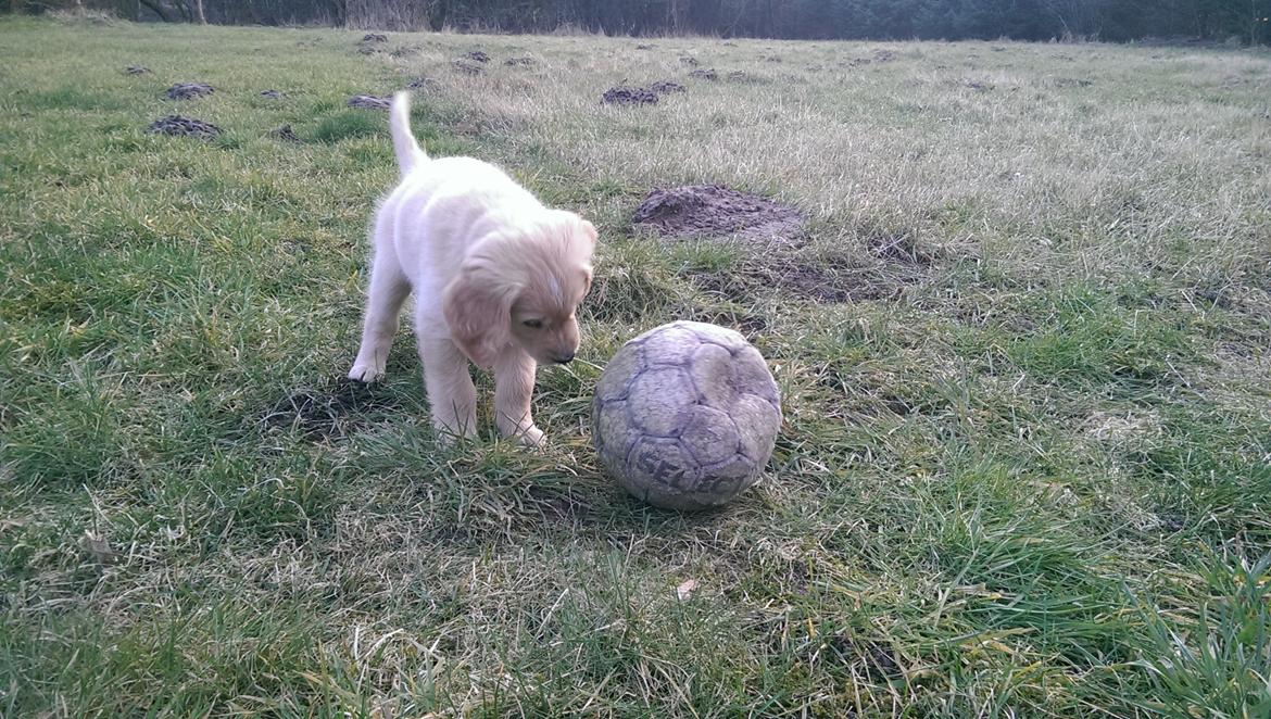 Golden retriever Konrad billede 11