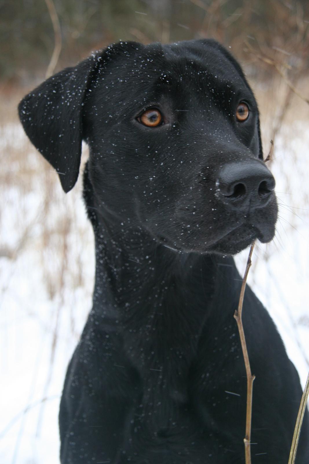 Labrador retriever Maxjans Niko billede 2