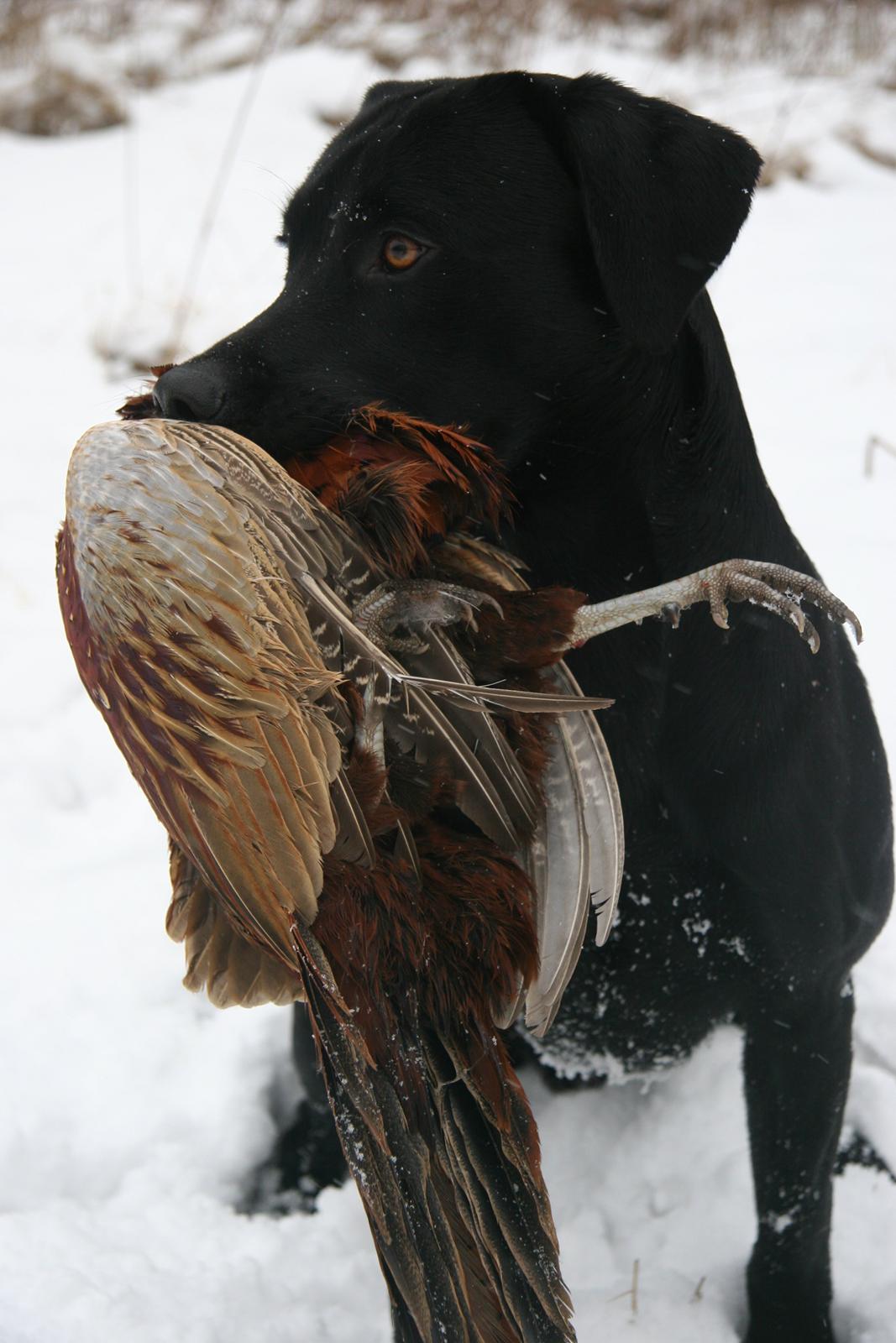 Labrador retriever Maxjans Niko billede 1