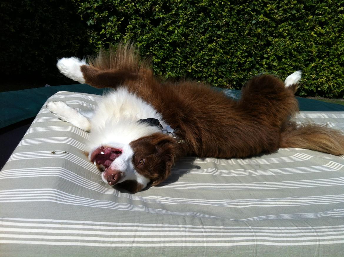 Border collie George billede 15