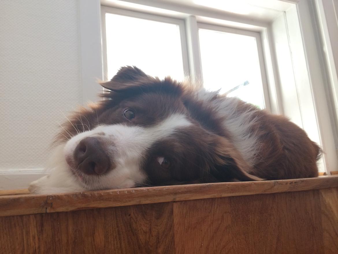 Border collie George billede 16