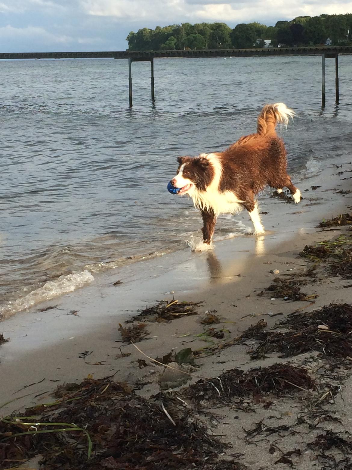 Border collie George billede 17