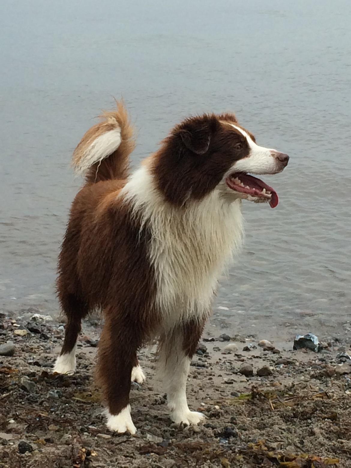 Border collie George billede 18