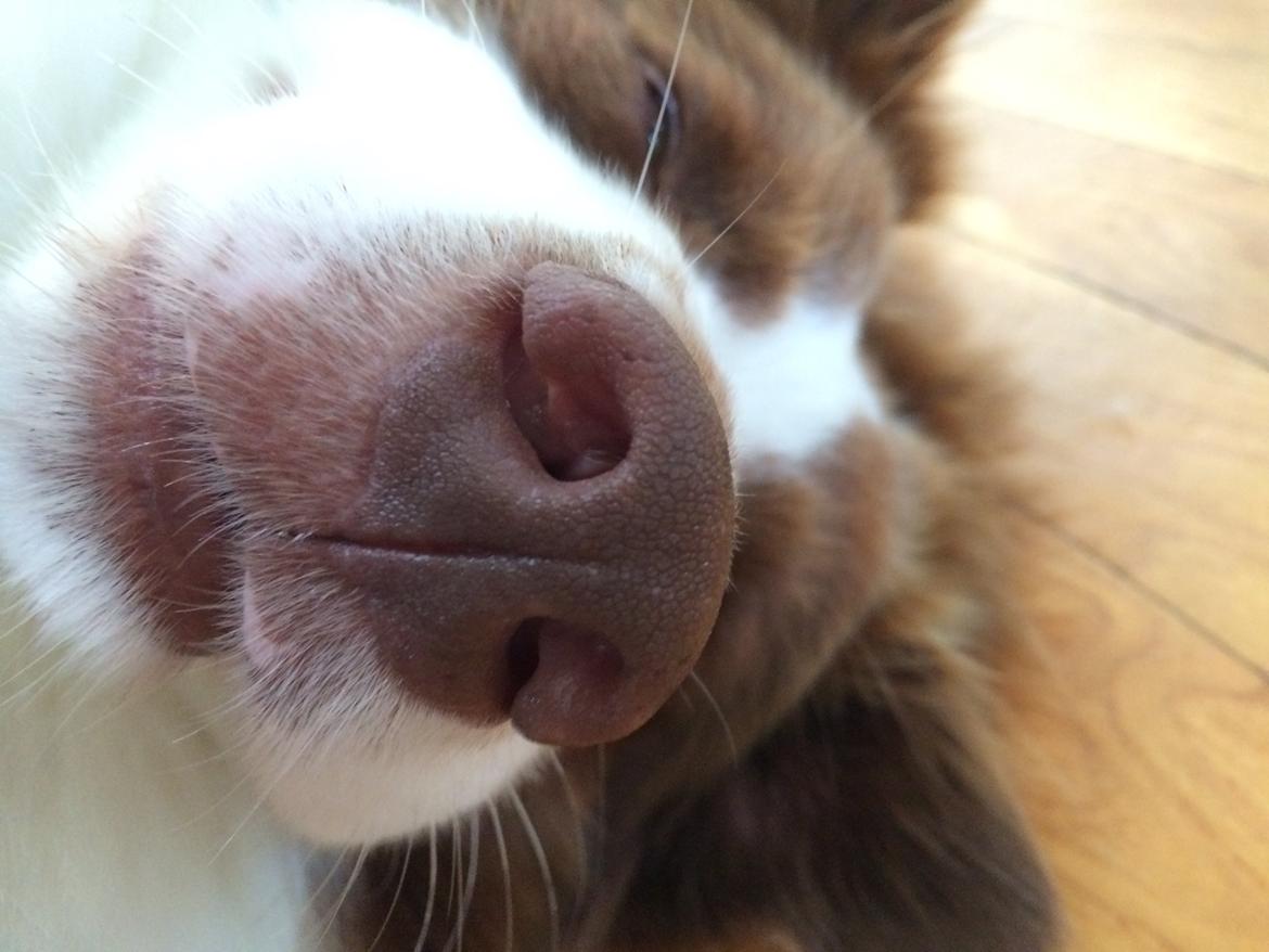 Border collie George billede 19