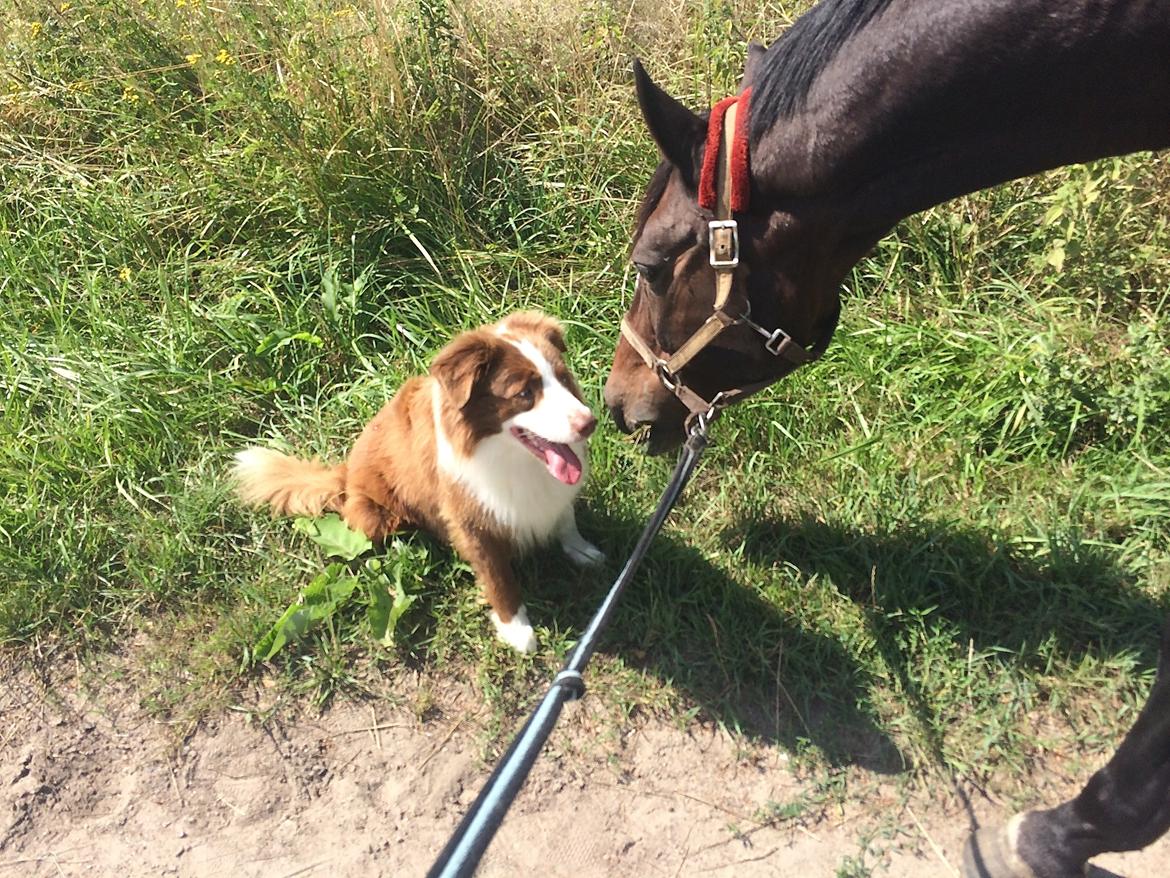Border collie George billede 20