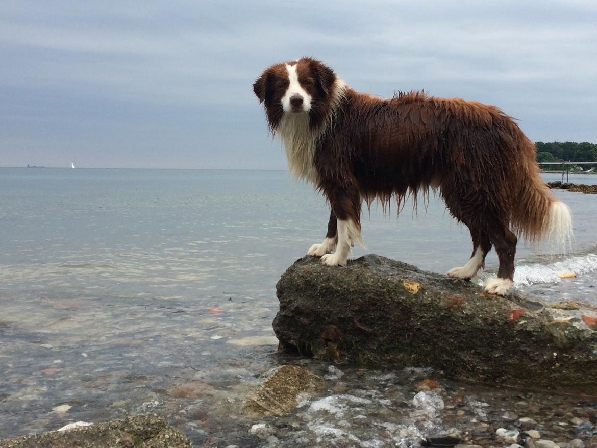 Border collie George billede 21