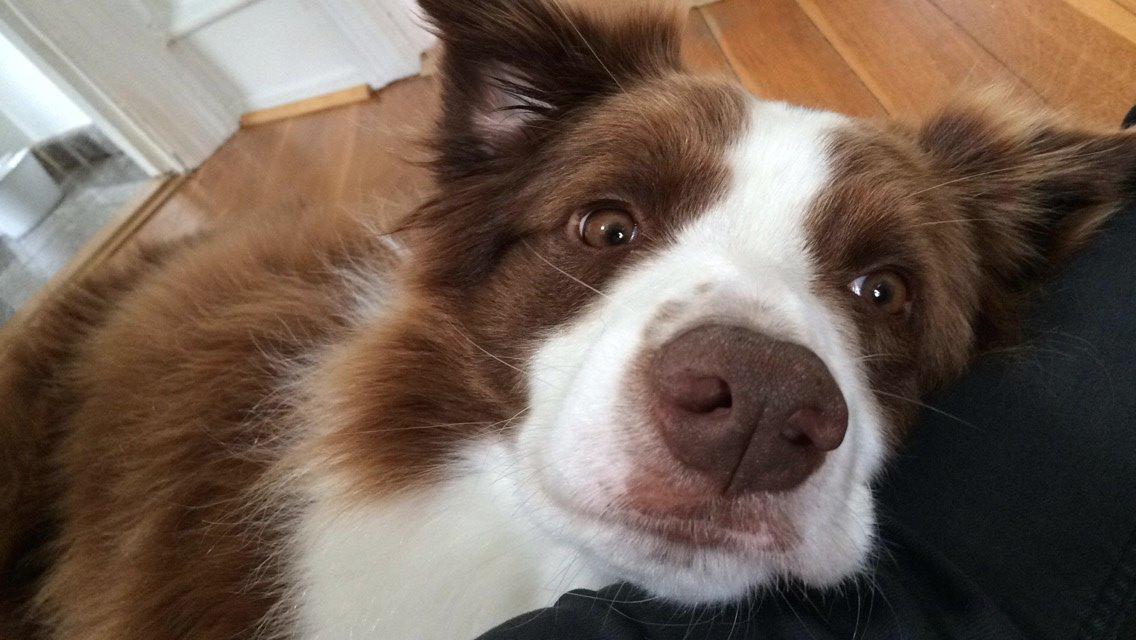 Border collie George billede 22