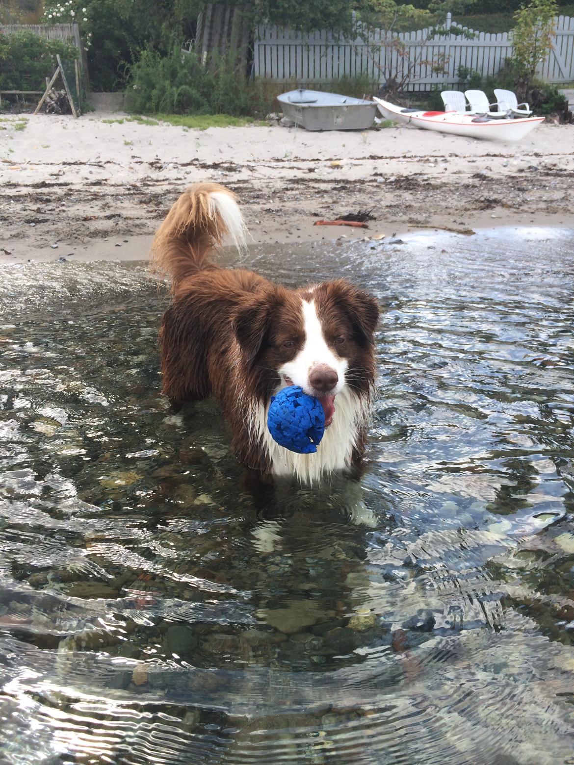 Border collie George billede 24