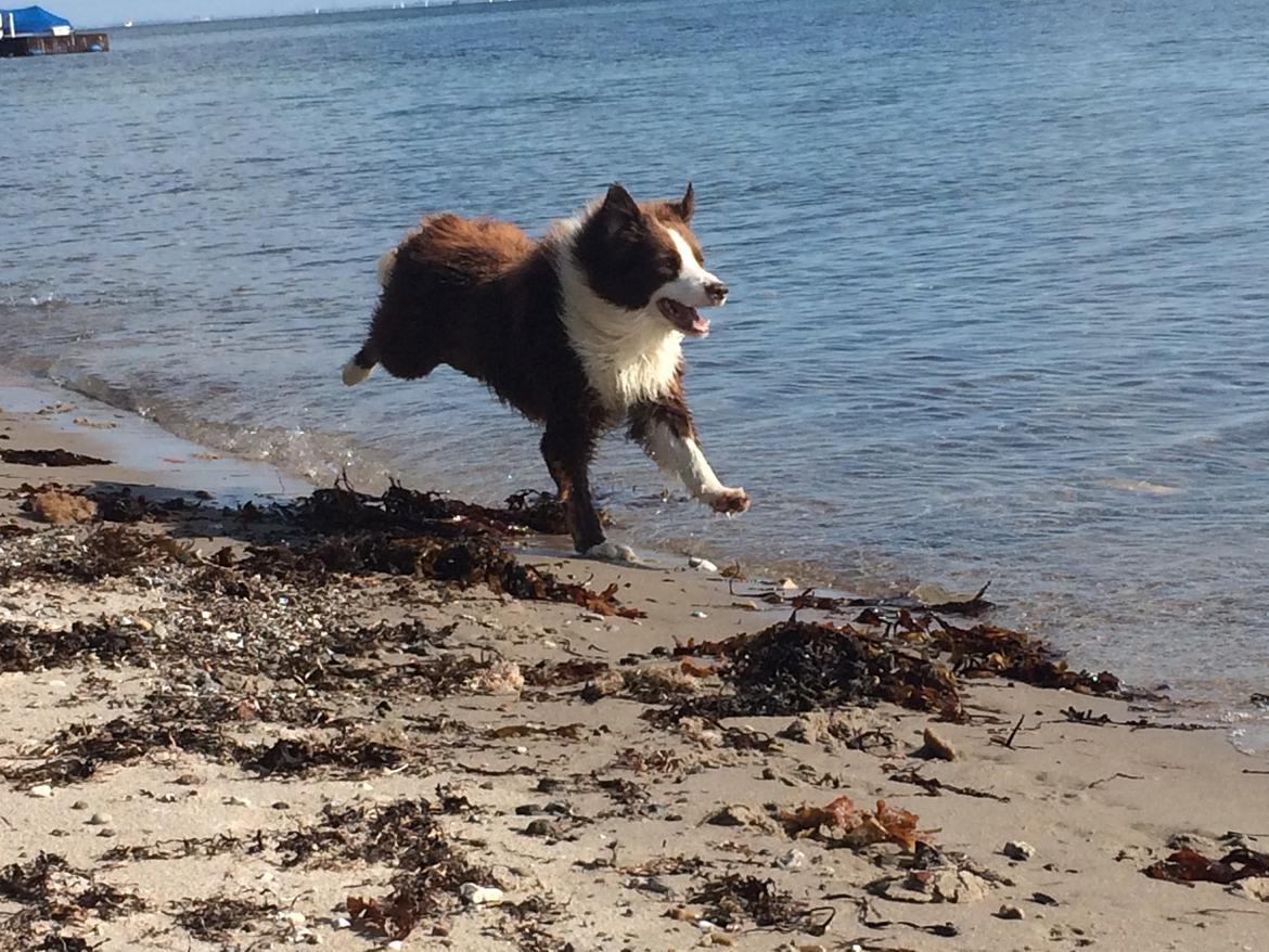 Border collie George billede 23