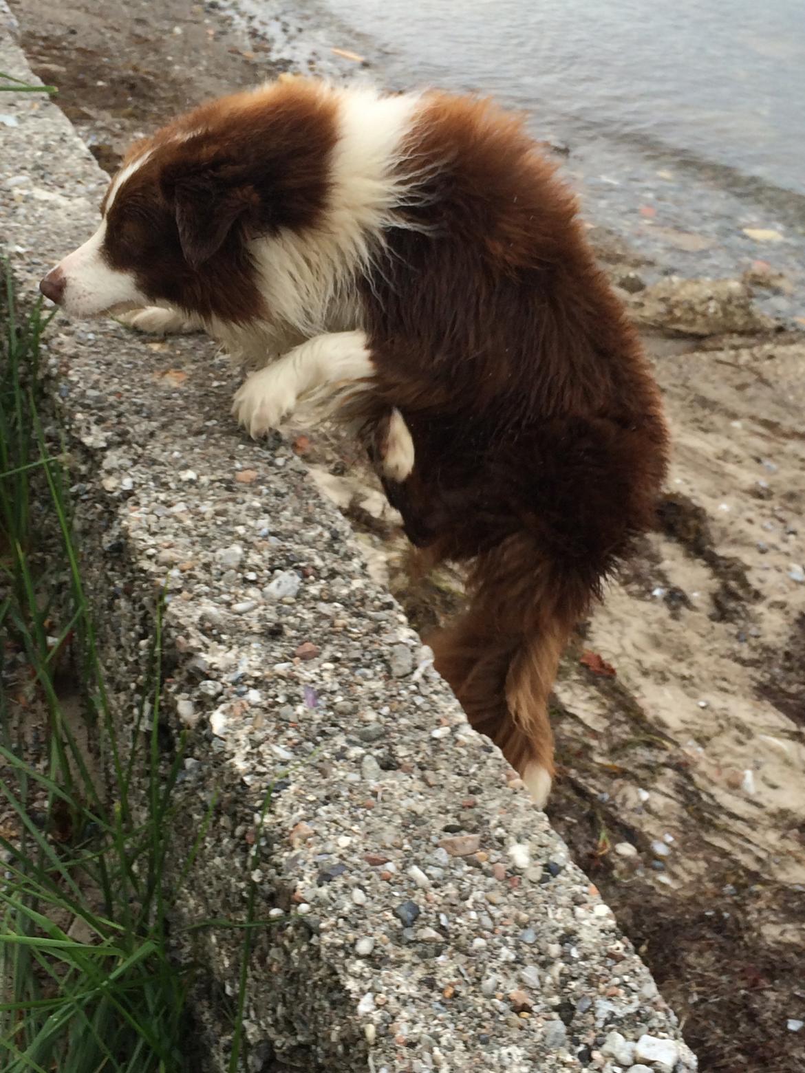 Border collie George billede 25