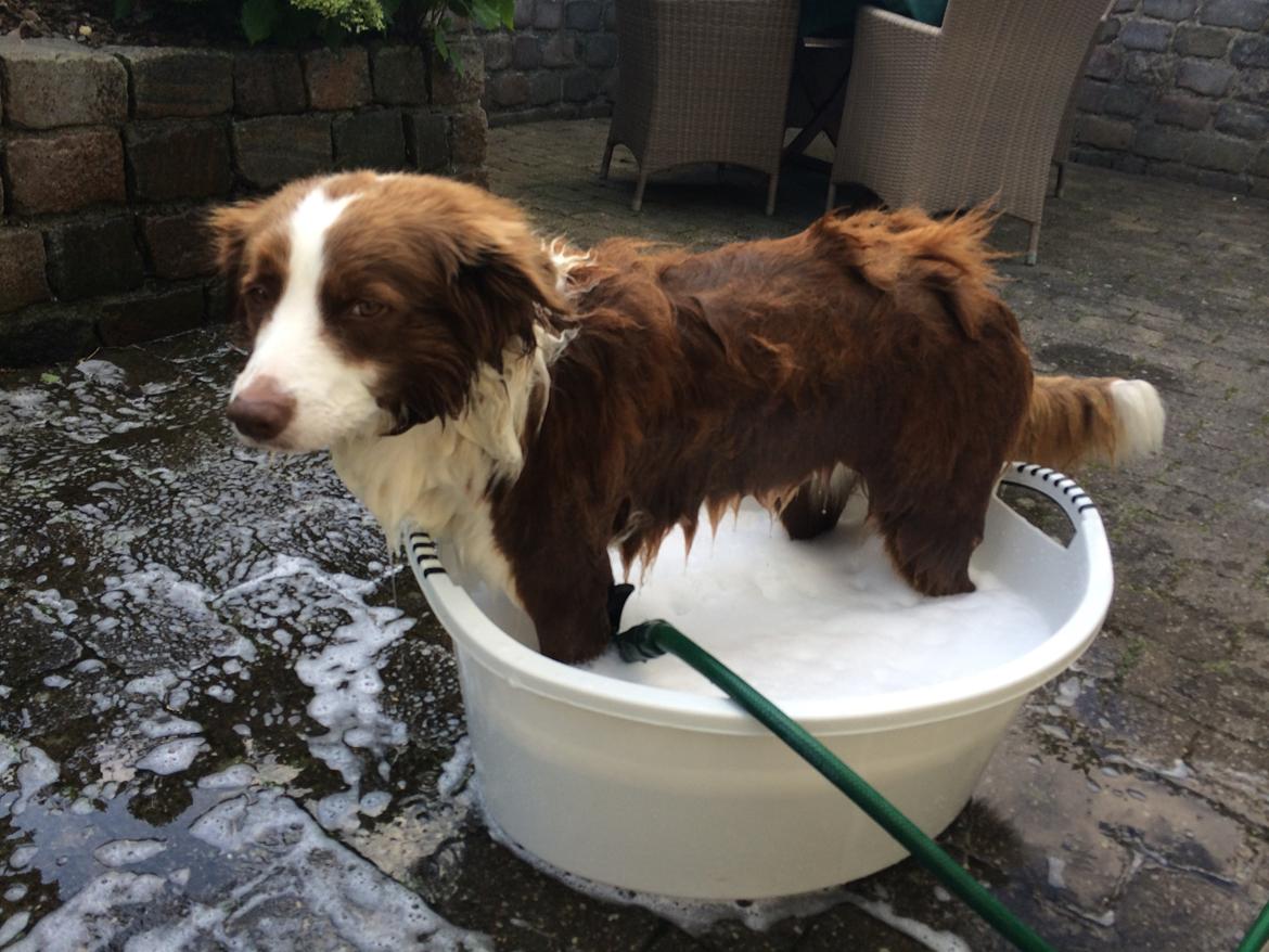 Border collie George billede 27