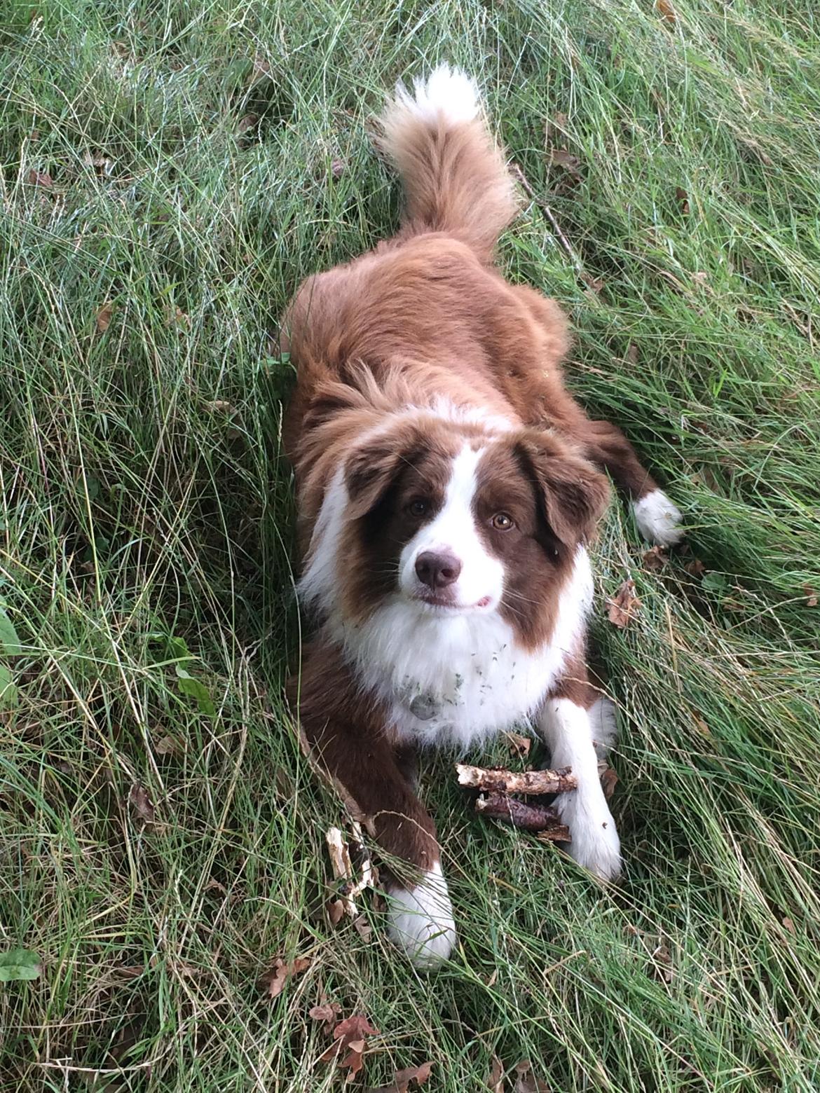 Border collie George billede 28