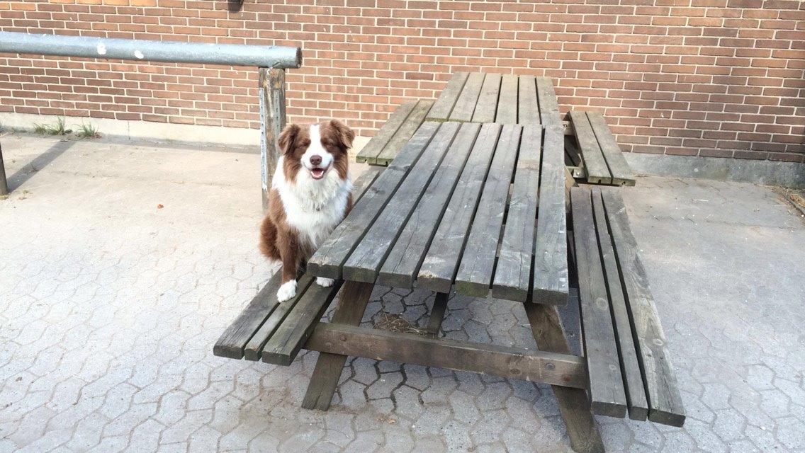 Border collie George billede 29