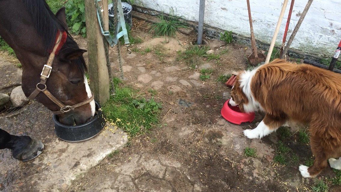 Border collie George billede 26