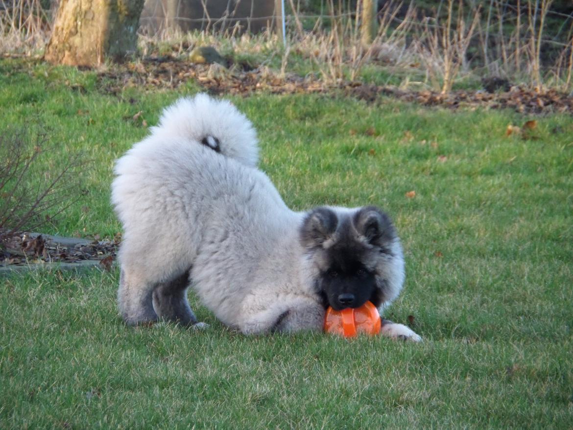 American Akita Akidan Breaking The Waves "RIKI" <3 - Taget marts 2015 billede 12