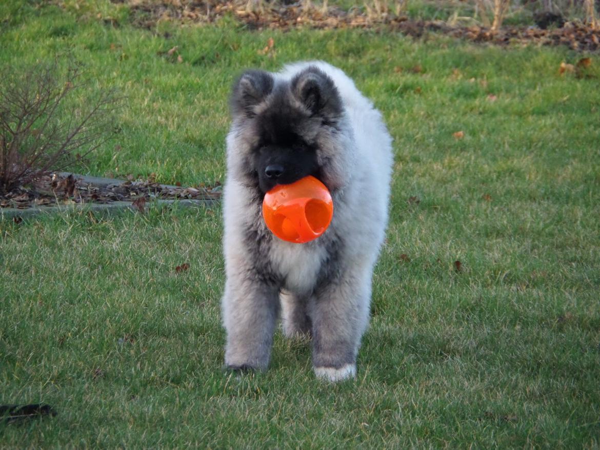 American Akita Akidan Breaking The Waves "RIKI" <3 - Riki leger med sin Kong bold :D Taget marts 2015 billede 3